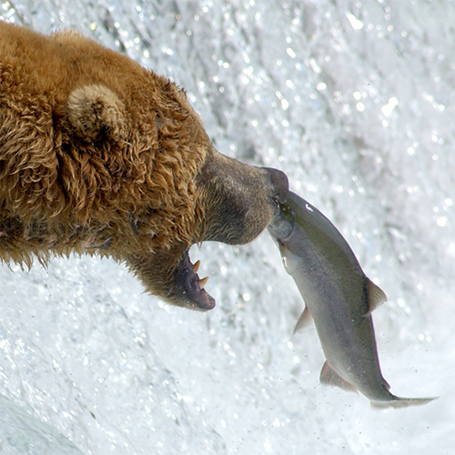 Alaska Bear catching Fish