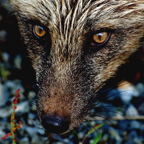 Alaska Fox