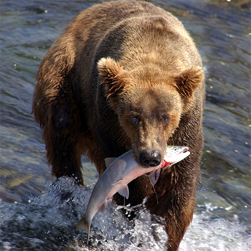 Alaska Bear carrying fish
