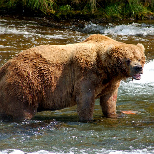 Alaska Large Bear