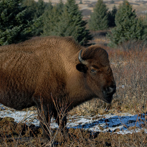 Alaska Photography Buffalo