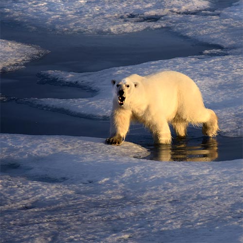 Artic Polar Bear on Ice