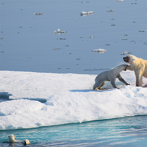 Mother Polar Bear Protecting