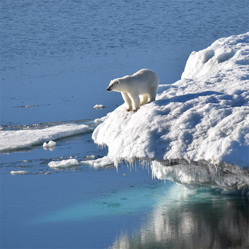Polar Bear on Ice Cliff