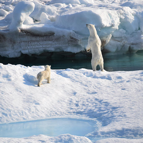 Polar Bear and baby