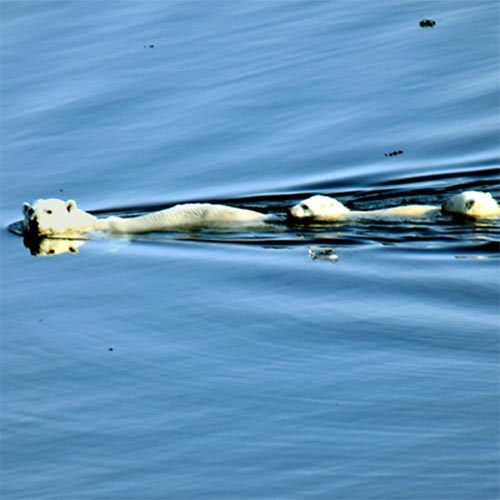 Polar Bear Mom and babies swimming