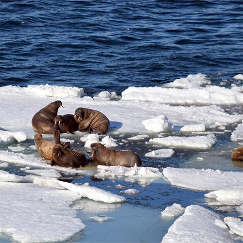 Walrus on the ice in the Artic