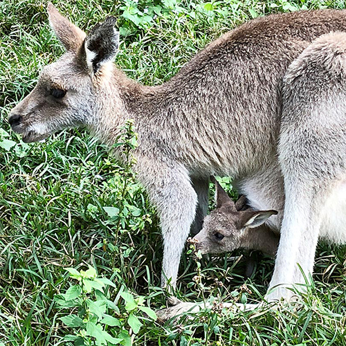 Australian Kangeroo