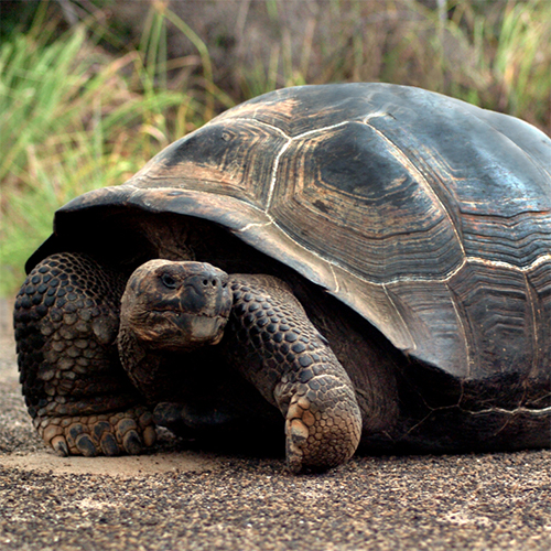 Galapagos