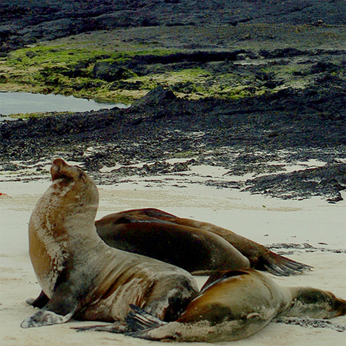 Galapagos