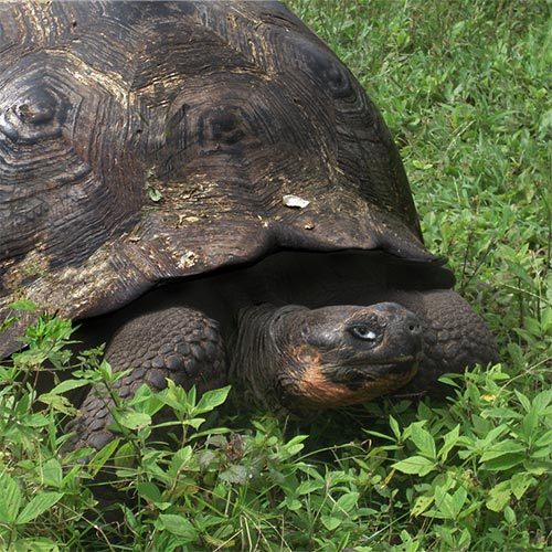 Galapagos